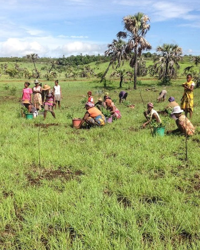 tree nation per il cambiamento climatico